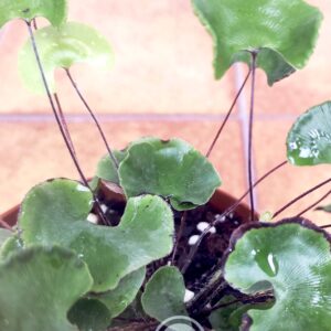 Adiantum Reniforme