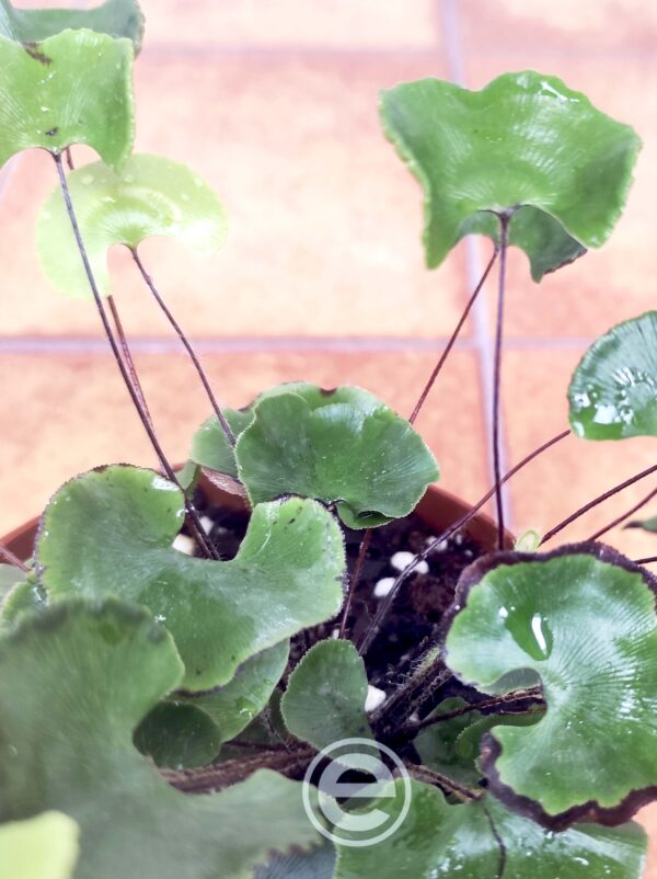 Adiantum Reniforme