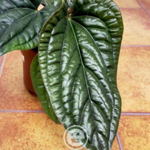 Anthurium Luxurians