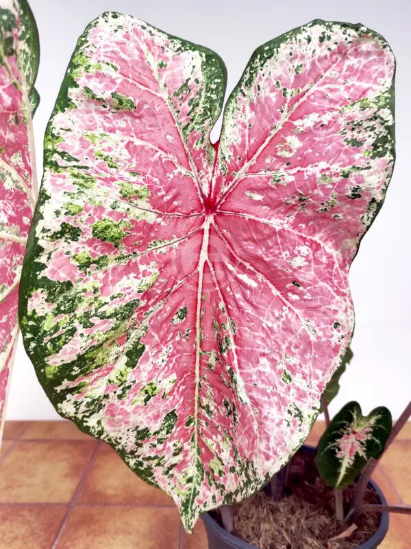 Caladium Pink Cloud V.21