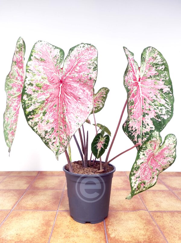 Caladium Pink Cloud V.21 - Image 2
