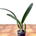 Cattleya Canhamiana - Sem Flor