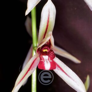 Cymbidium Dayanum - Sem Flor