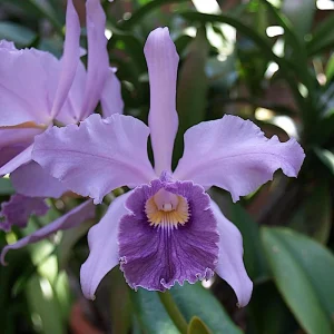 Cattleya Canhamiana - Sem Flor