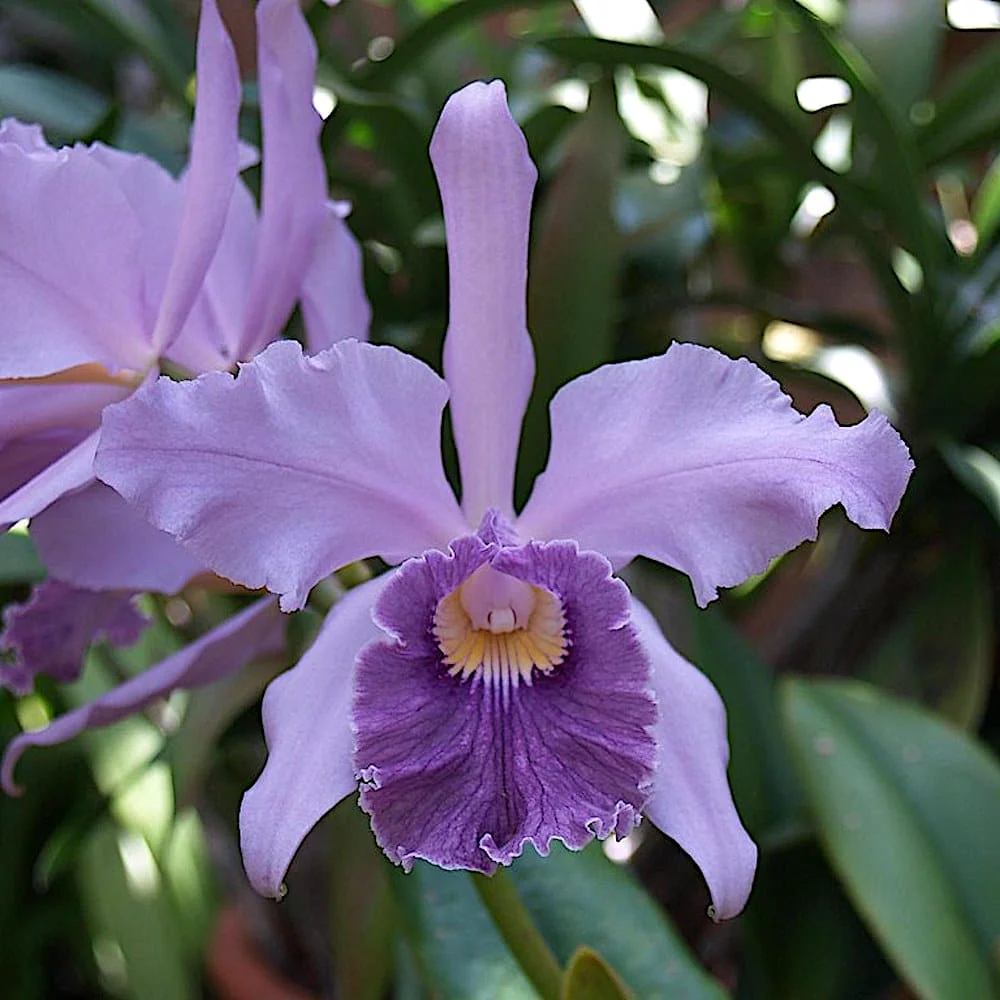 Cattleya Canhamiana - Sem Flor