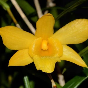 Dendrobium Hancockii – Sem Flor