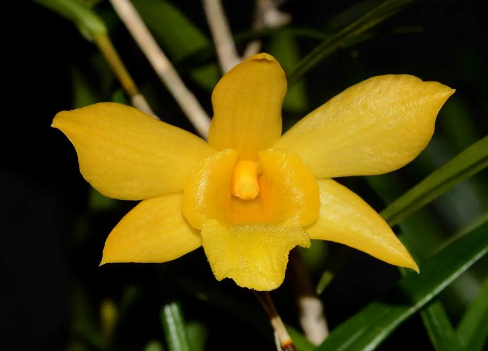 Dendrobium Hancockii – Sem Flor