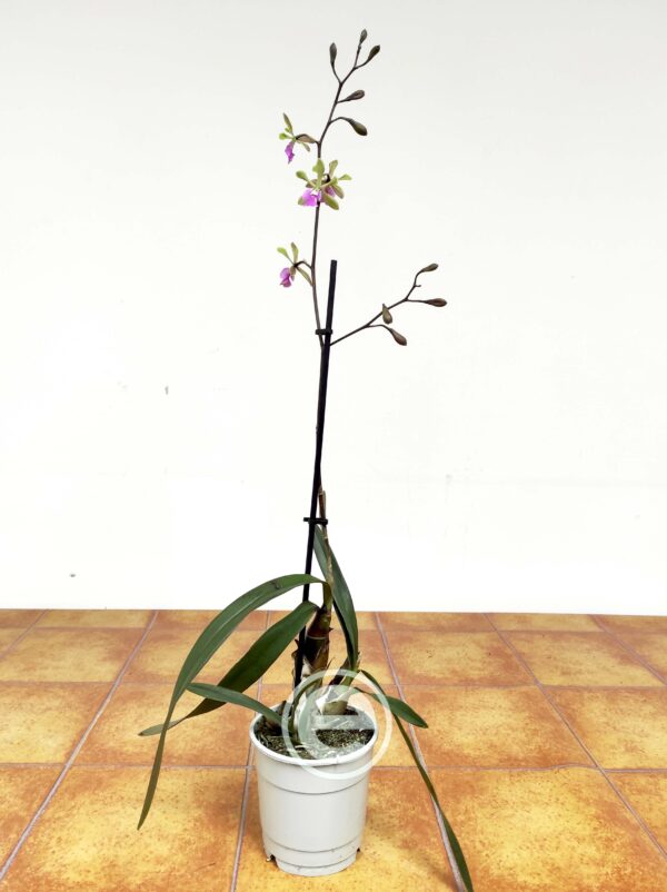 Encyclia Shinfog Thomas - Image 2