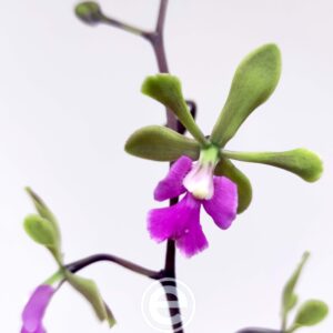 Encyclia Shinfog Thomas