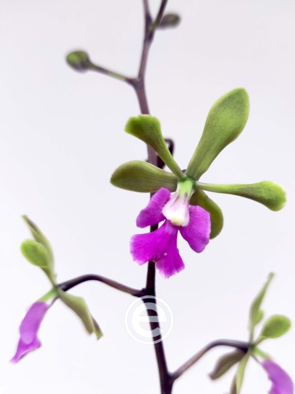 Encyclia Shinfog Thomas