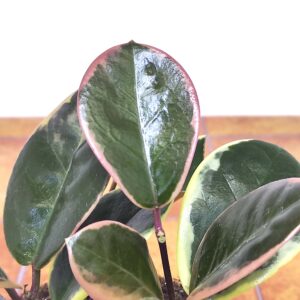 Hoya Australis 'Blondie'