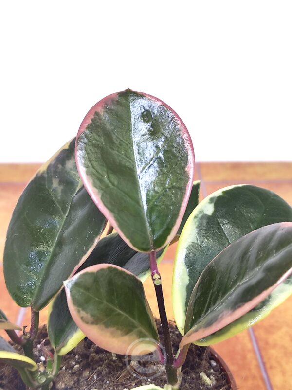 Hoya Australis 'Blondie'