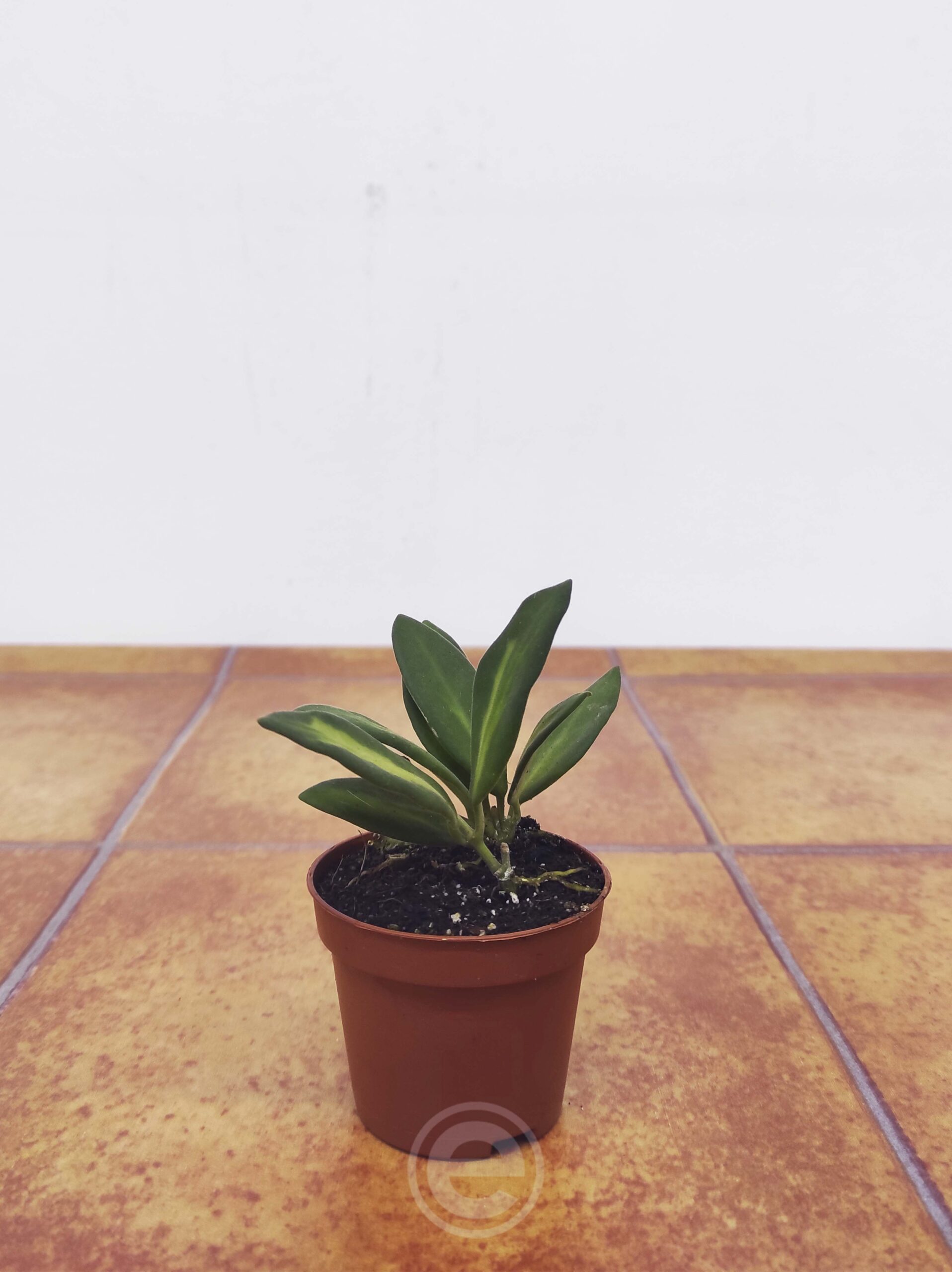 Hoya Burtoniae Mini - Image 2