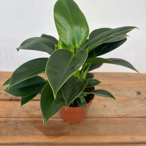 Philodendron Green Princess