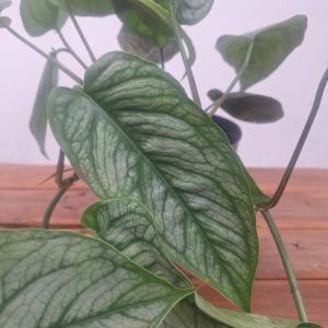 Monstera Siltepecana 'El Salvador'