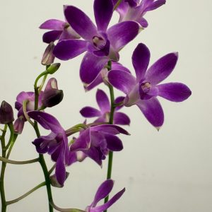 Dendrobium Berry Oda