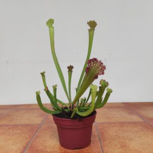 Serracenia Fiona
