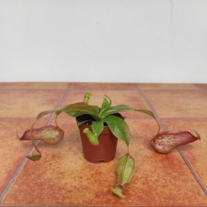Nepenthes V.6
