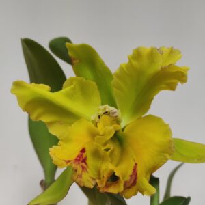 Cattleya