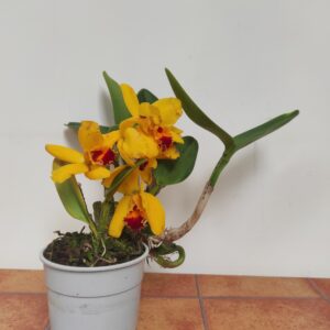 Cattleya