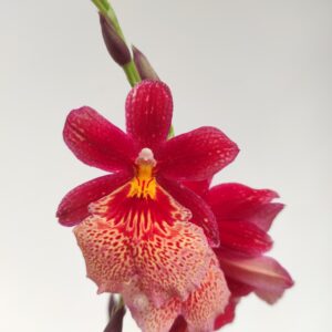 Burrageara Nellys Isler 'Red' - 2/3 hastes