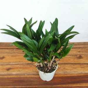 Dendrobium Berry Oda - Sem Flor