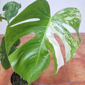 Monstera Deliciosa Variegata