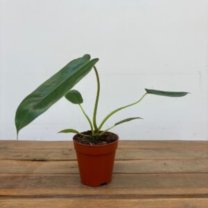 Philodendron Spiritus Sancti