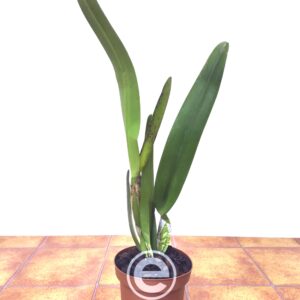 Laelia Pacavia - Sem Flor