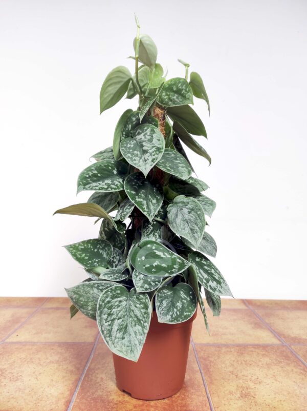Scindapsus Pictus 'Silvery Ann' - Image 2
