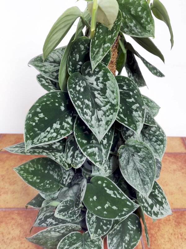 Scindapsus Pictus 'Silvery Ann'