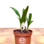 Cattleytonia Why Not Roundabout - Sem Flor