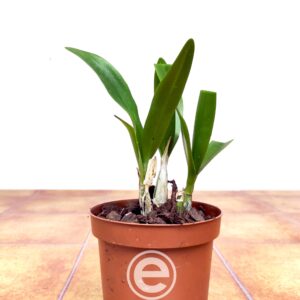 Cattleytonia Why Not Roundabout - Sem Flor