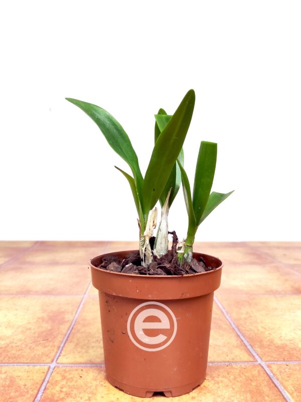 Cattleytonia Why Not Roundabout - Sem Flor
