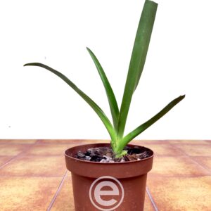 Paphiopedilum St. Swithin