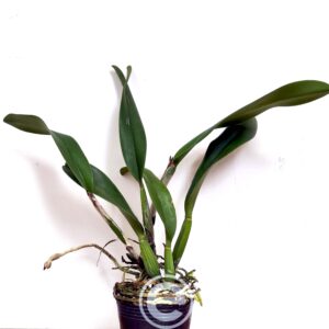 Rlc. Village Chief Headache - Sem Flor