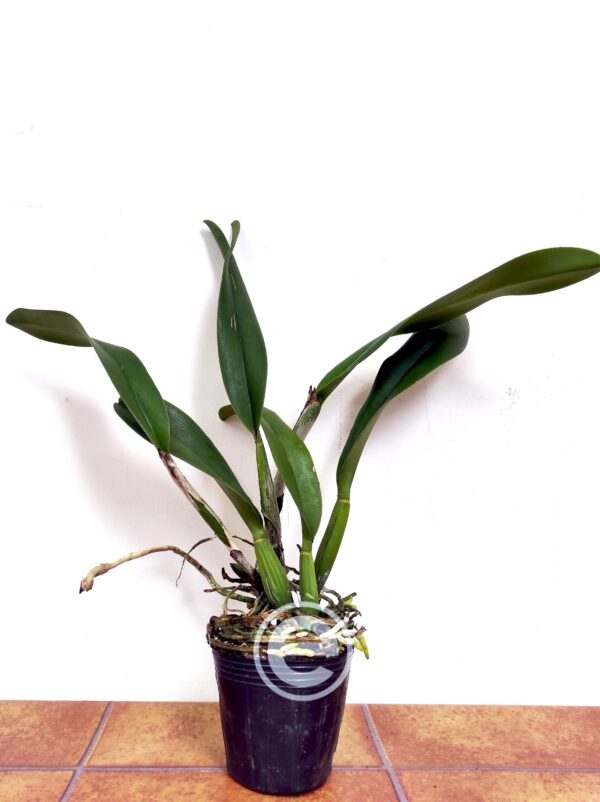 Rlc. Village Chief Headache - Sem Flor