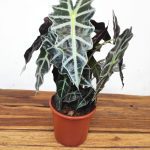 Alocasia Polly