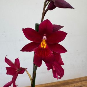 Burrageara Nellys Isler - Vermelho