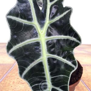 Alocasia Polly