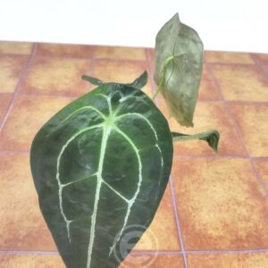 Anthurium Crystallinum