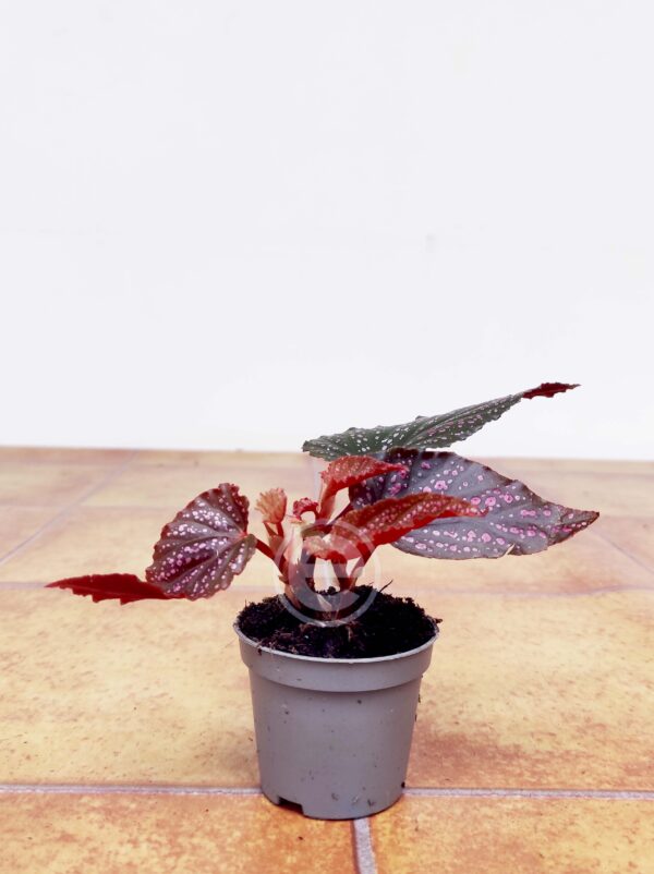 Begonia Pink Spot - Mini - Image 2