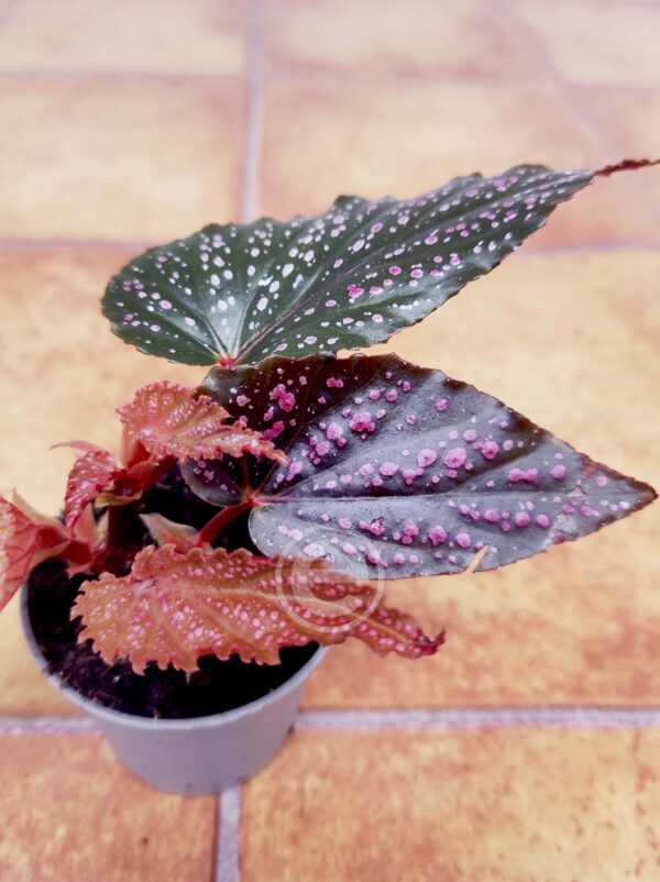 Begonia Pink Spot - Mini