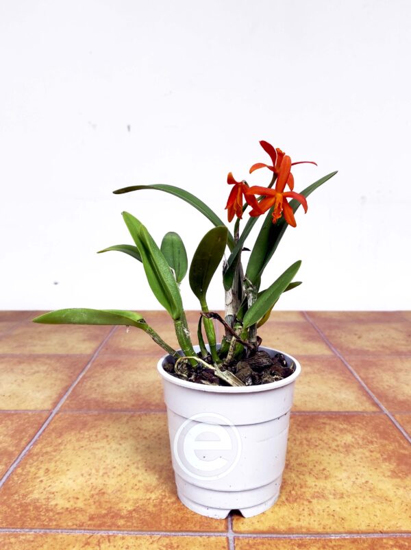Cattleya laranja - Com flor - Image 2
