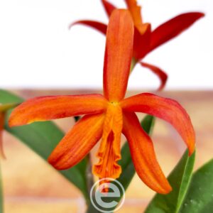 Cattleya laranja - Com flor