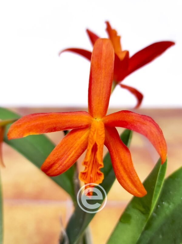Cattleya laranja - Com flor