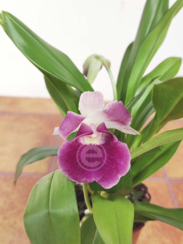 Cochleanthes - Com Flor