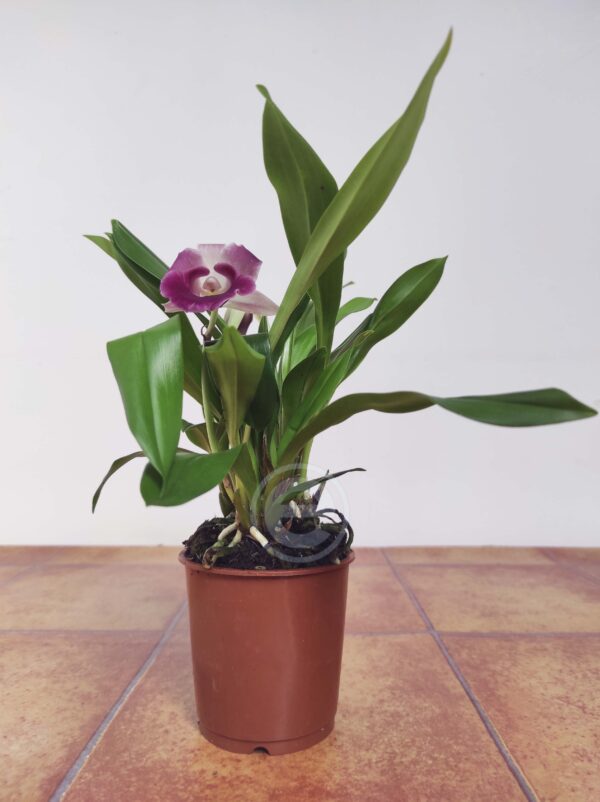 Cochleanthes - Com Flor - Image 2