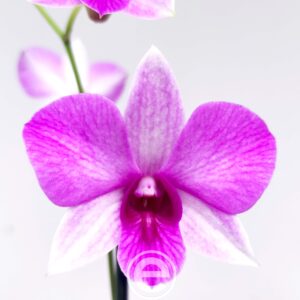 Dendrobium Sa-Nook