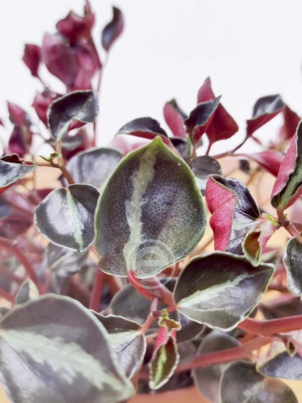 Peperomia 'Metallica'